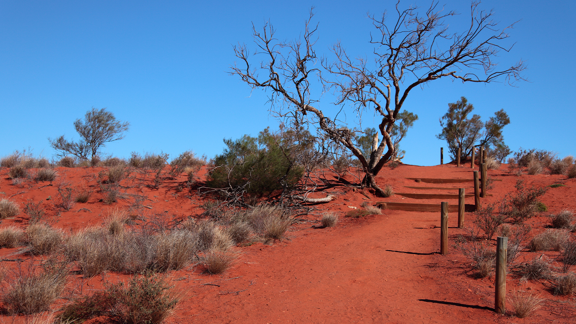 Native-title-Australia-Branch-tree-sand