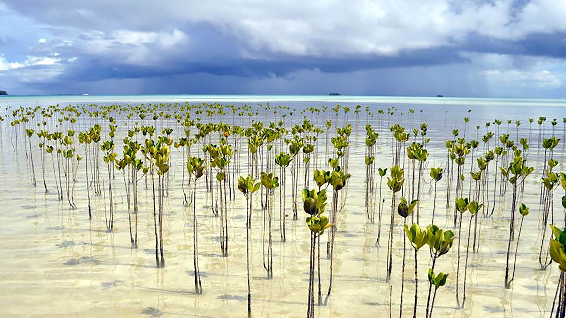 Seedlings growing in the sea