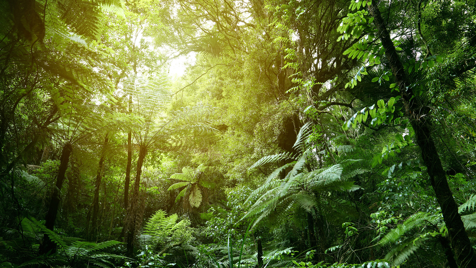 Update on EU Deforestation Regulation (EUDR): Towards simplified implementation