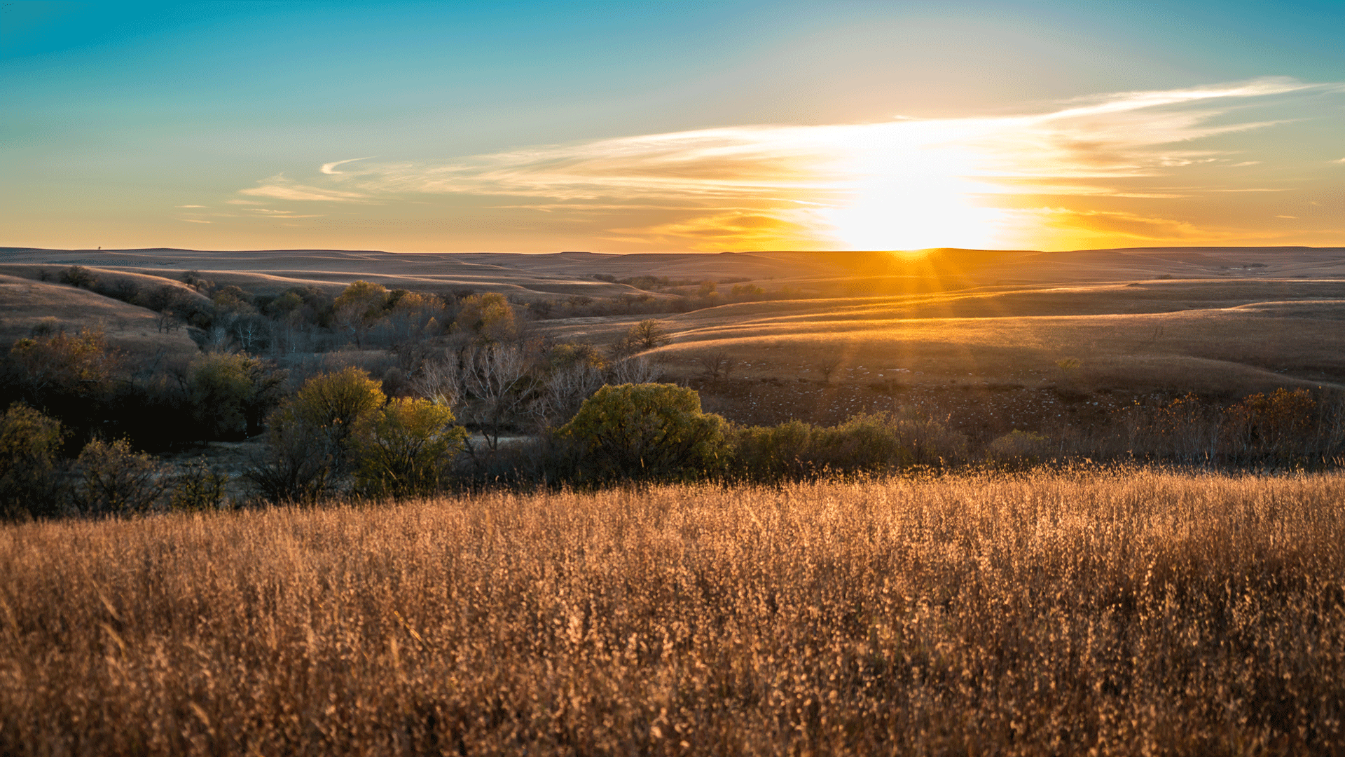 sunrise on the field