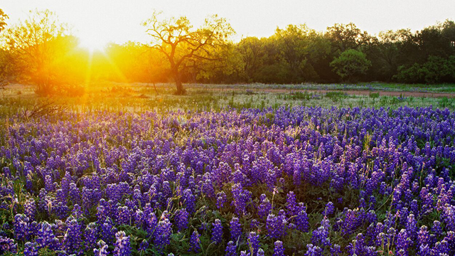 Texas Law Restricting Acquisition of Real Property Interest by Certain Foreign Individuals and Entities to be Effective September 1, 2025