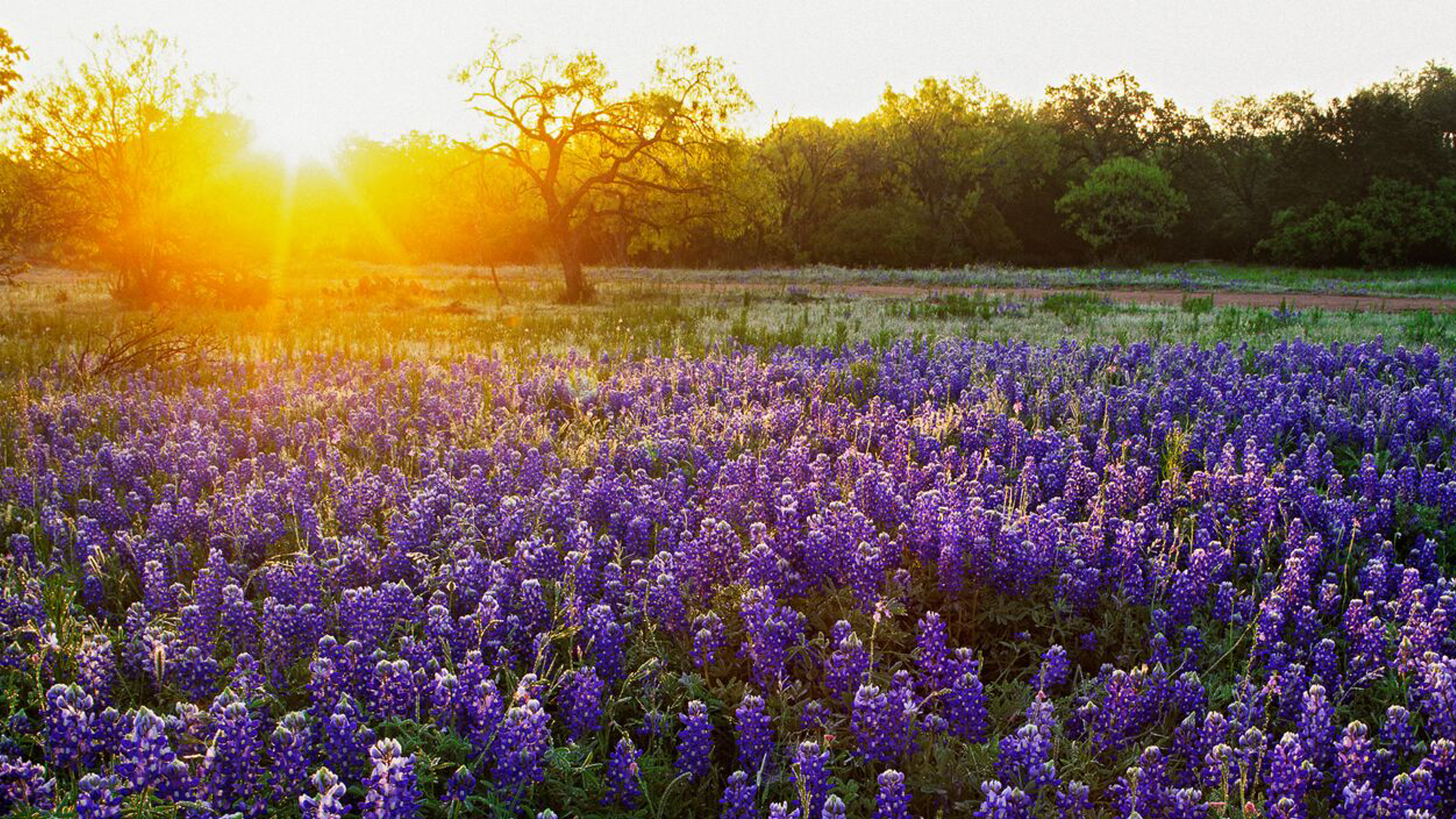 Texas law limits foreign ownership of real property