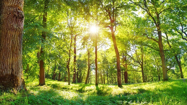 Ep305: Nature as a Business Risk
