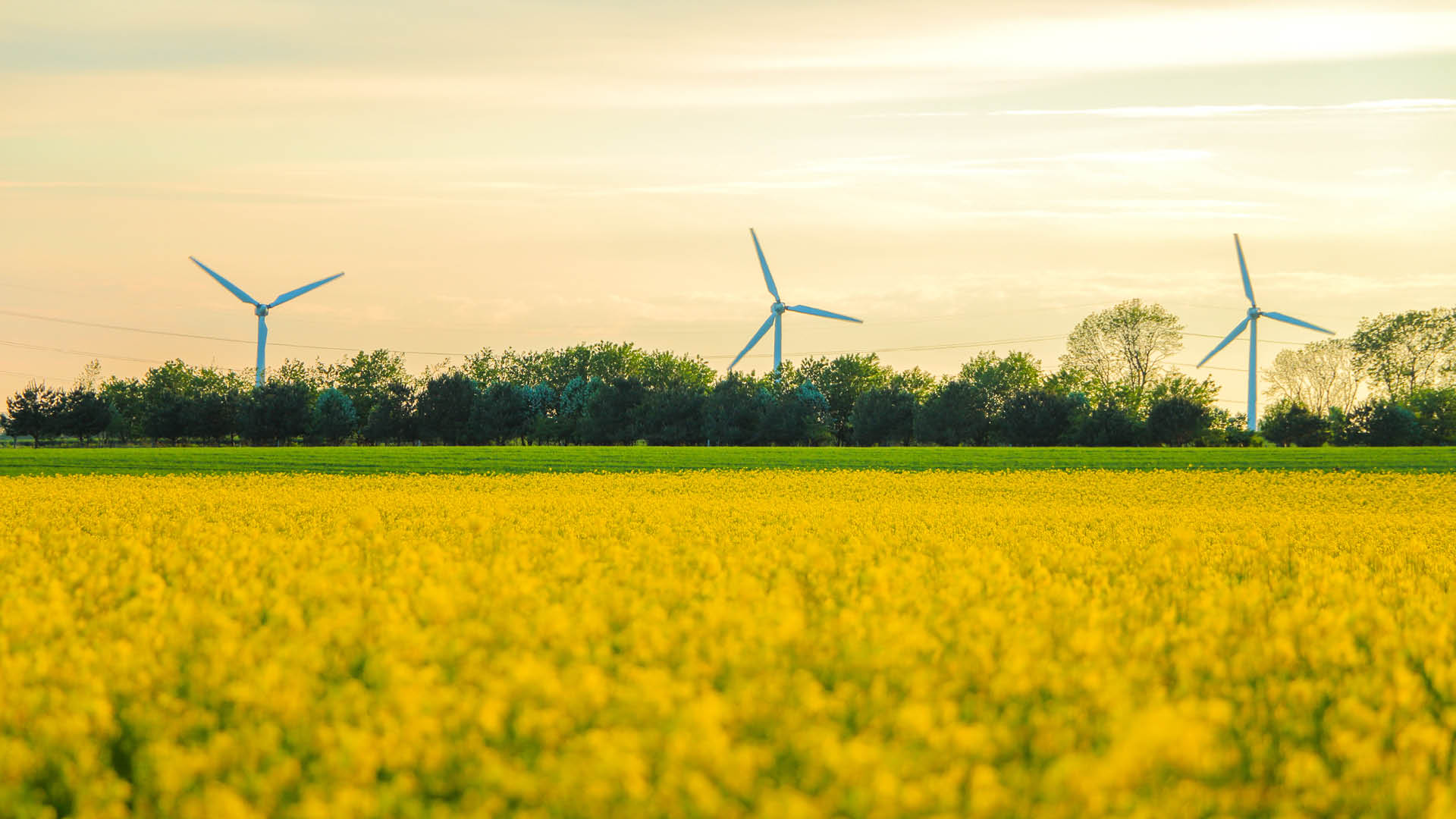 windmills-and-rapeseed-field