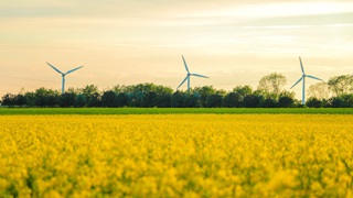 windmills-and-rapeseed-field