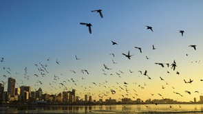 Image of flock of bird flying over water towards city