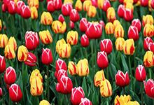 Global Inclusion Award recipients announced - Norton Rose Fulbright Bed of flowers