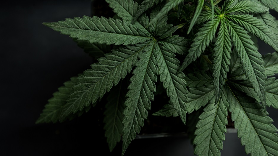 cannabis leaf