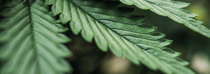 Cannabis