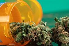 Cannabis