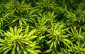 Cannabis