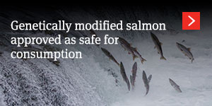  Genetically modified salmon approved as safe for consumption’  