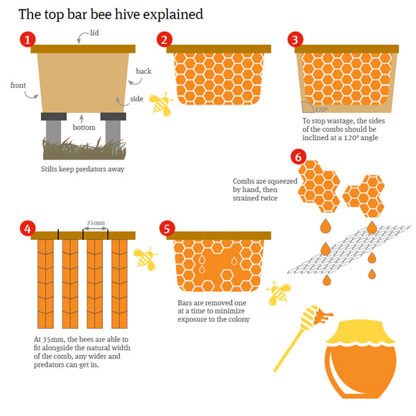 Cultivate bee hive flowchart