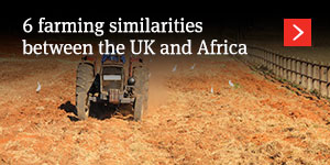  6 farming similarities between the UK and Africa 