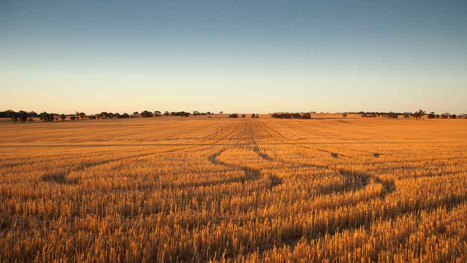 Grain