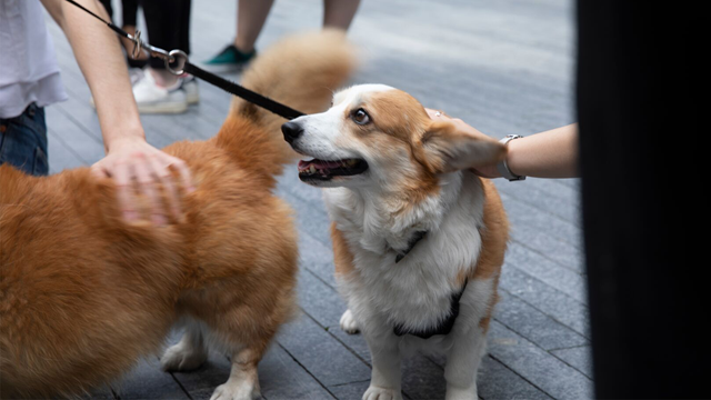 Pet food regulations in the United States: AAFCO model rules update
