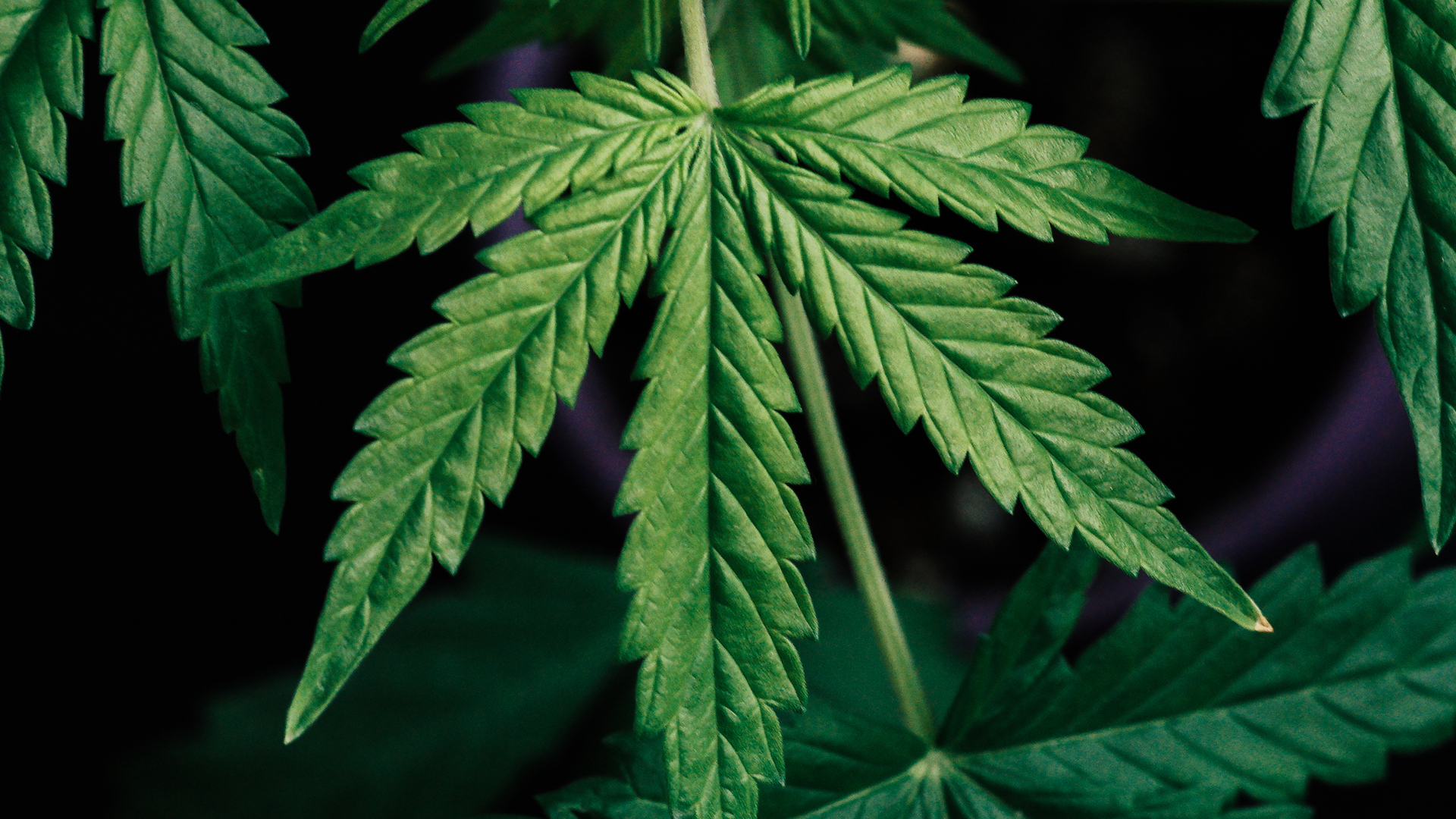 Image of Cannabis leaf