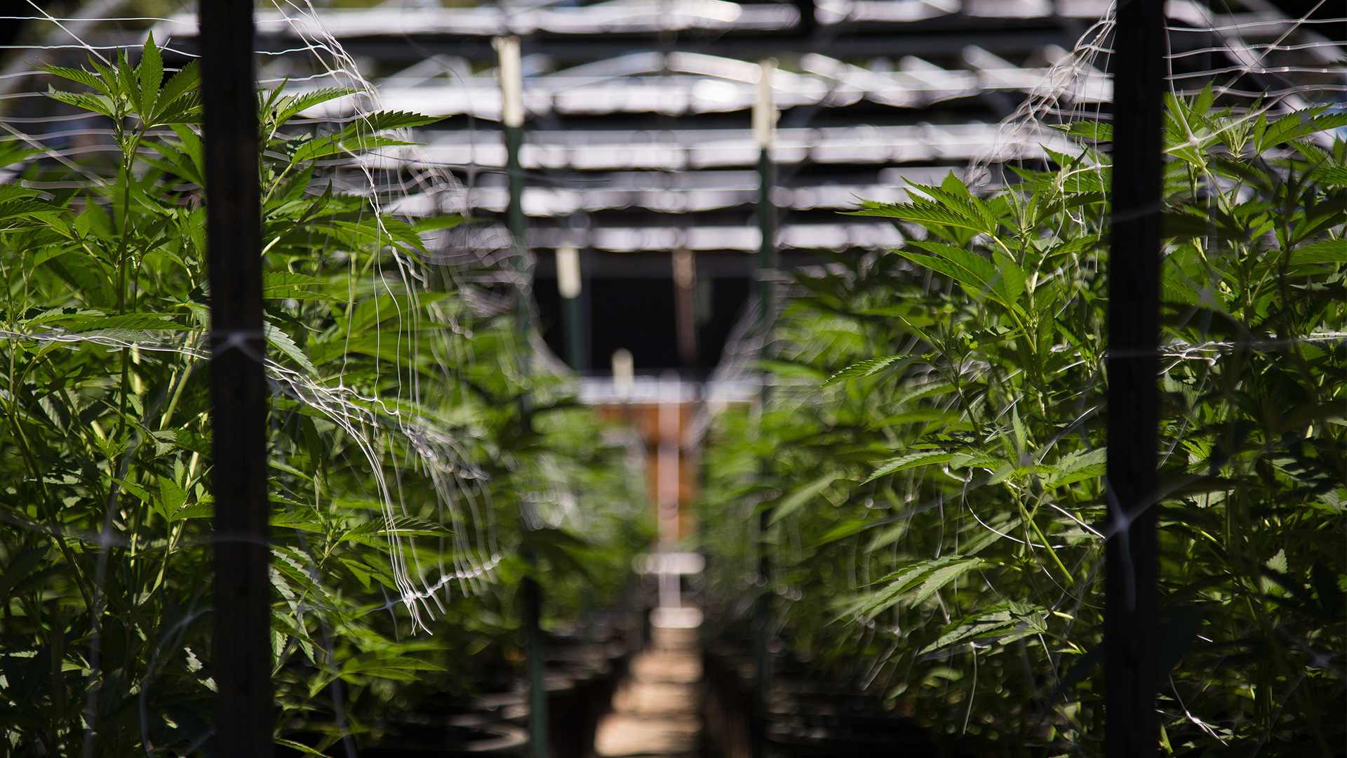 cannabis greenhouse blurred