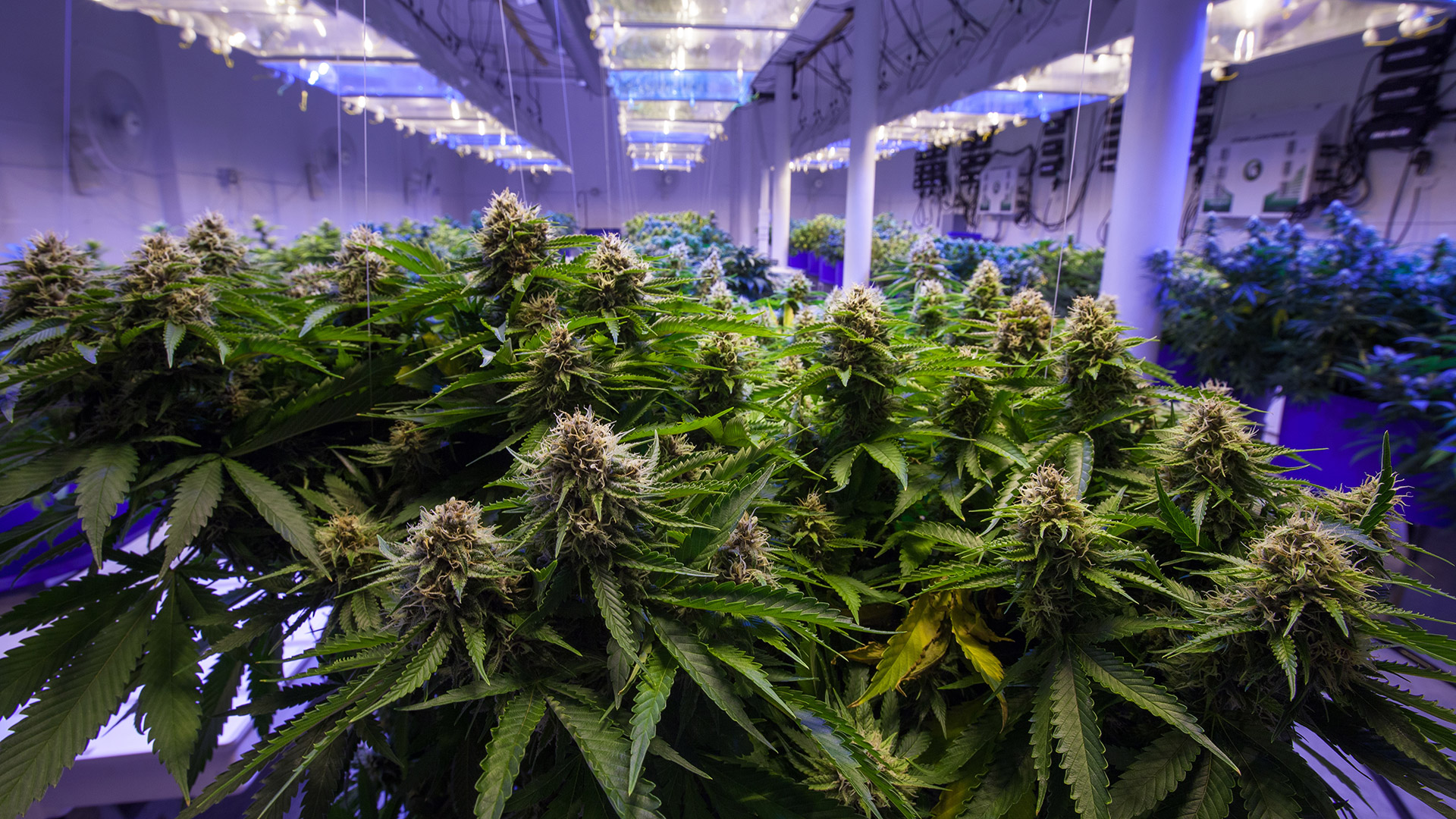 cannabis plants growing in room