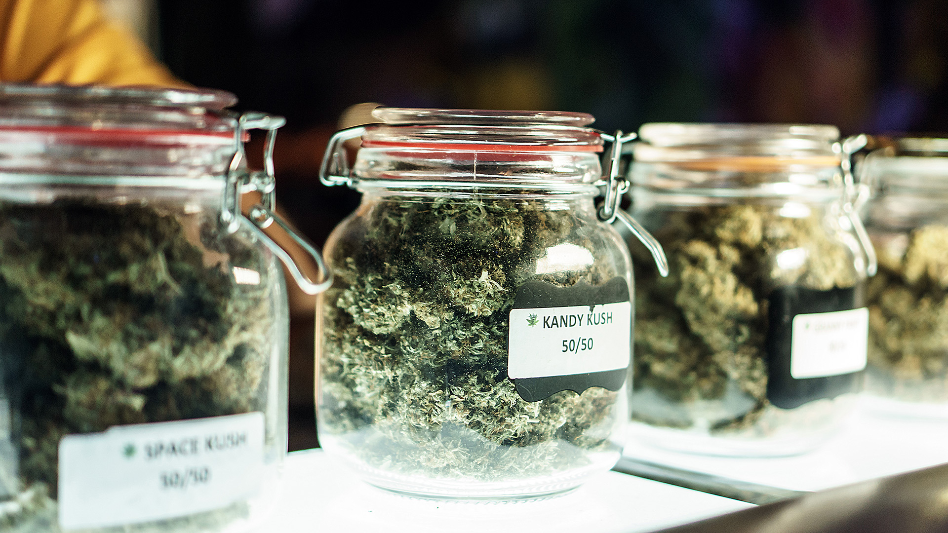 cannabis leaves in jars