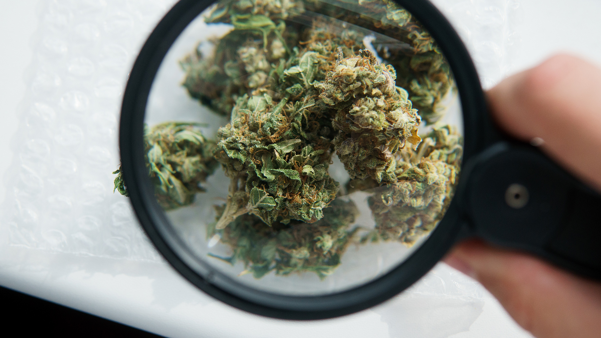 cannabis under a magnifying glass