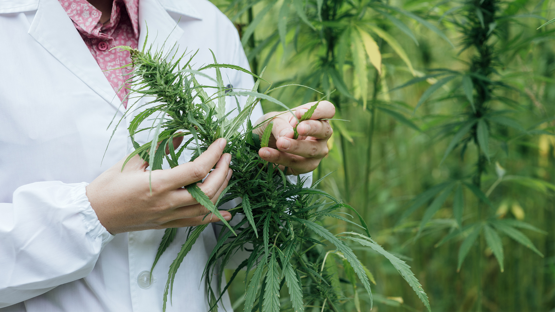 cannabis plant in field