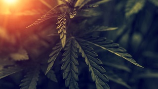 cannabis plant with sunlight