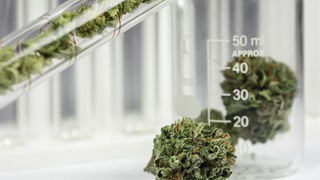 cannabis medical lab