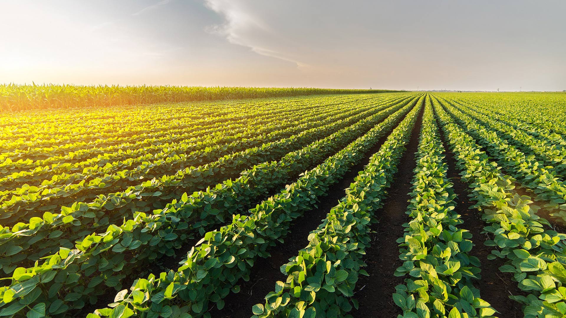 Corn crop