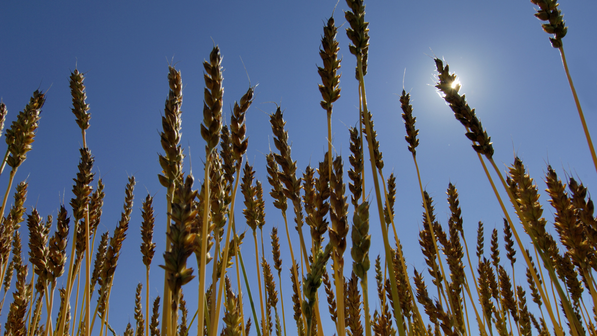 Cornfield Cornfield