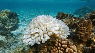 white coral climate change