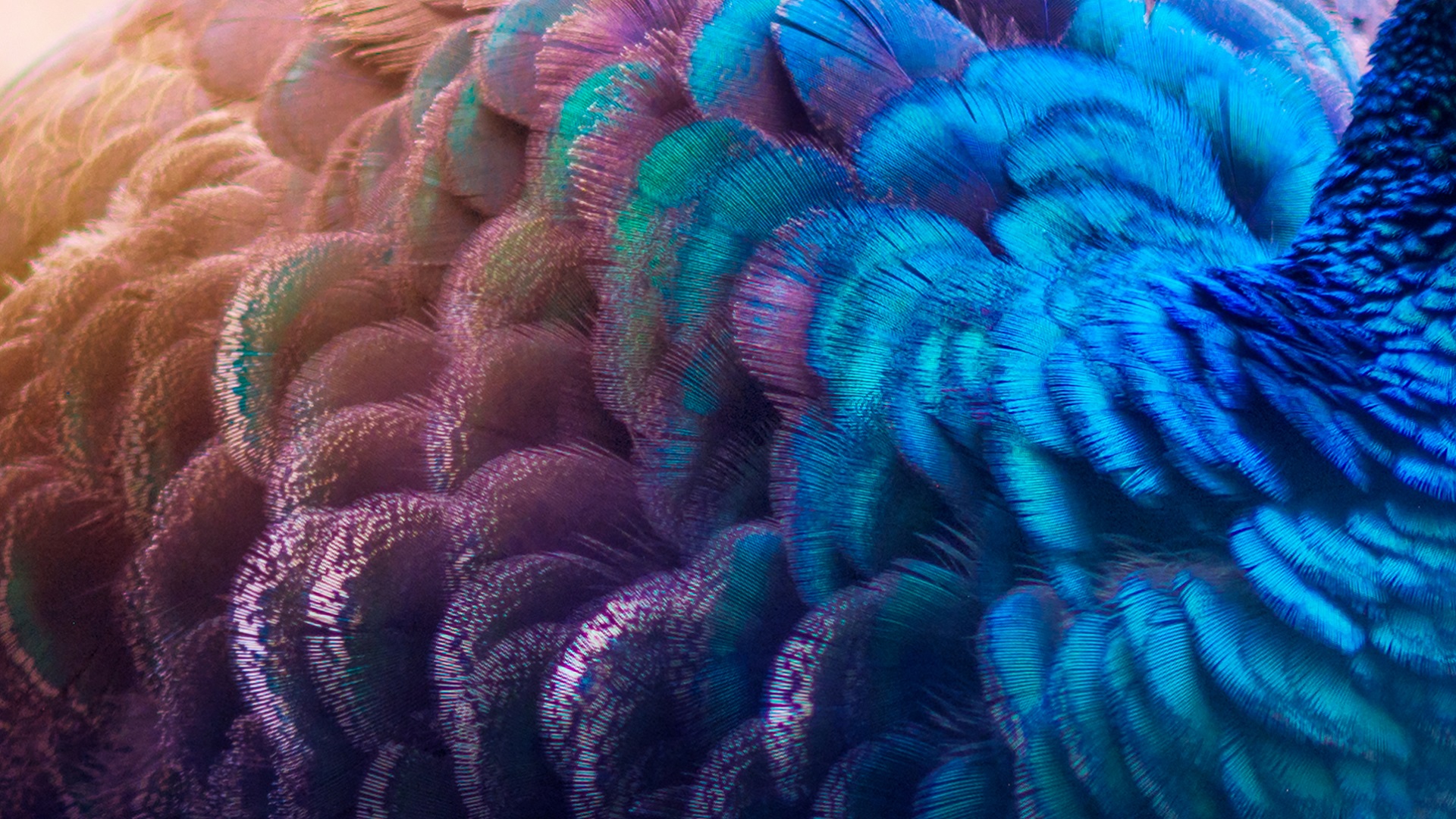 colourful feathers