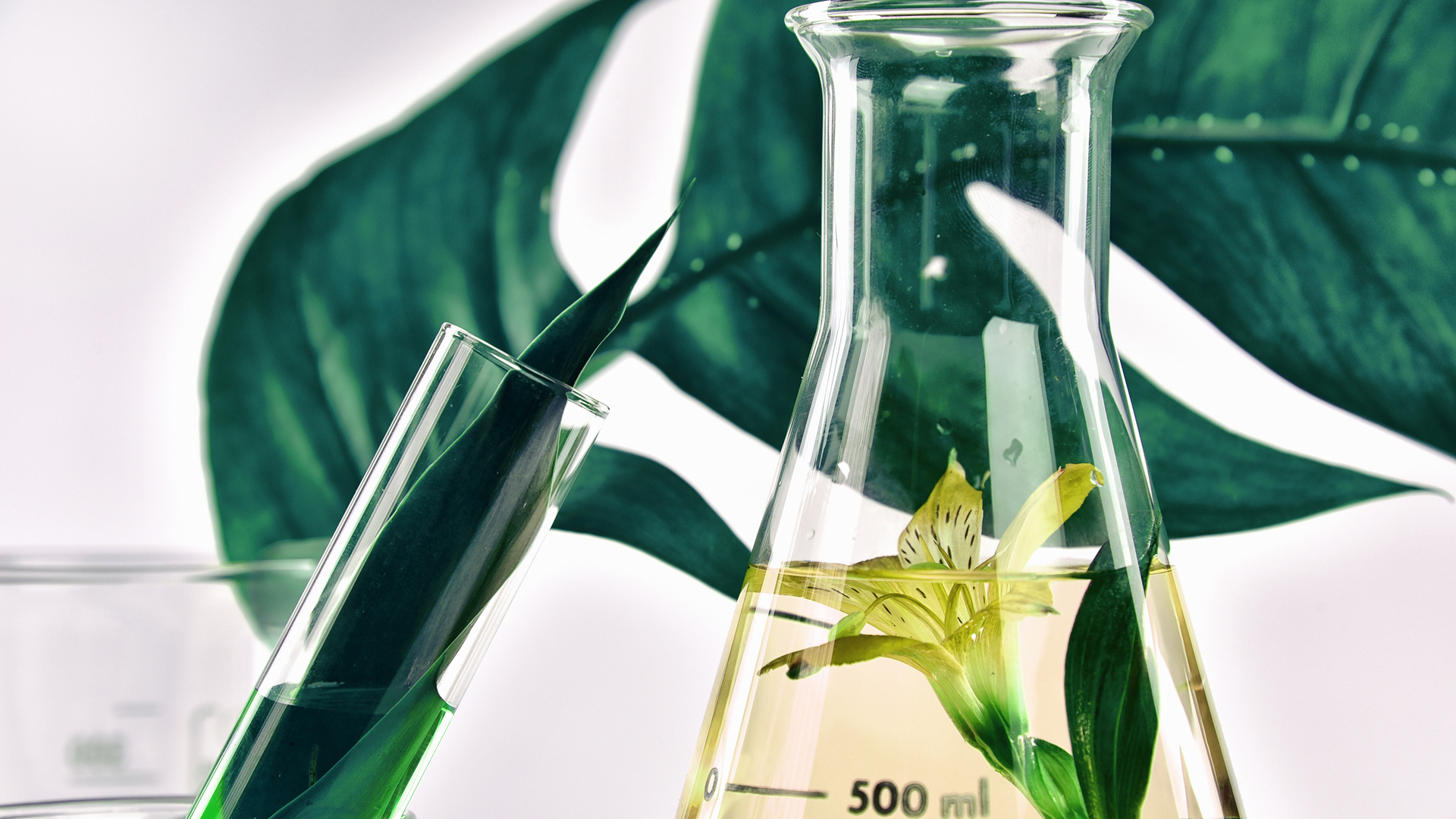 Chemical test on plants in liquid