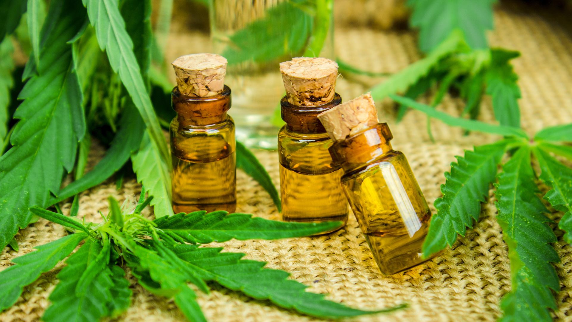 Cannabis leaves and oil