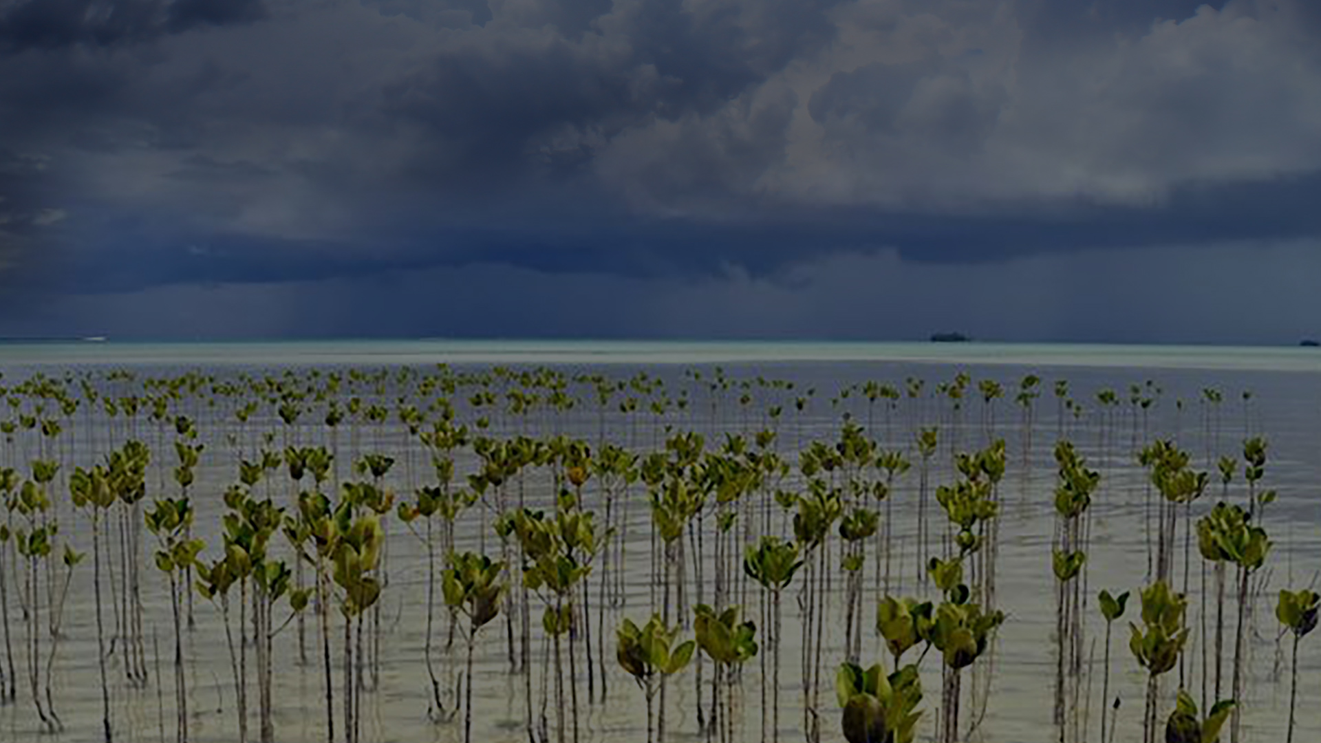 Plants in a desert.