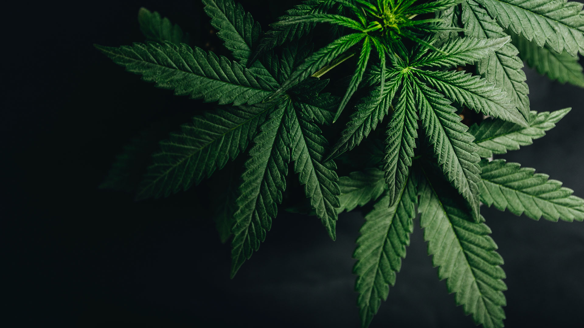 The Sativa Spectrum: US bankruptcy courts display increased willingness to entertain cannabis related bankruptcy filings