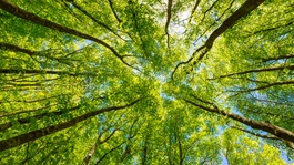 looking-up-at-the-green-tops-of-trees