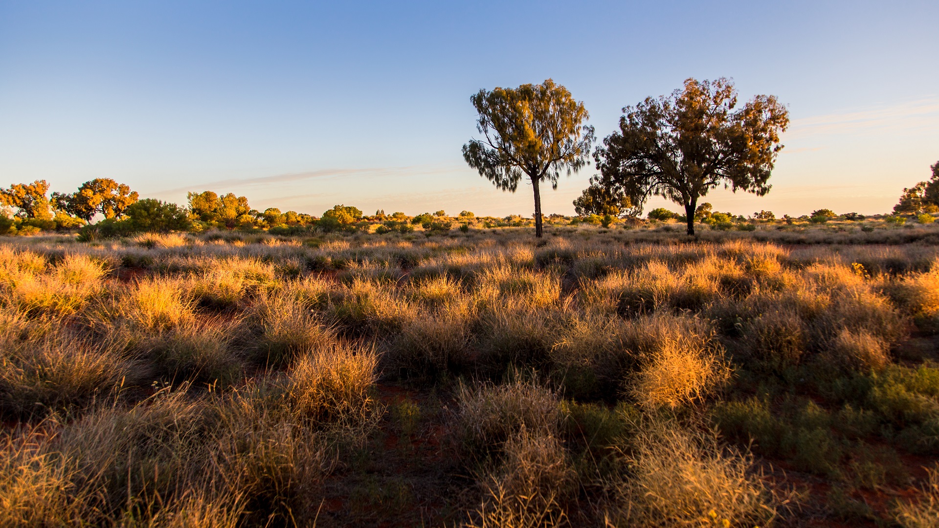 Australian bushland and trees landscape