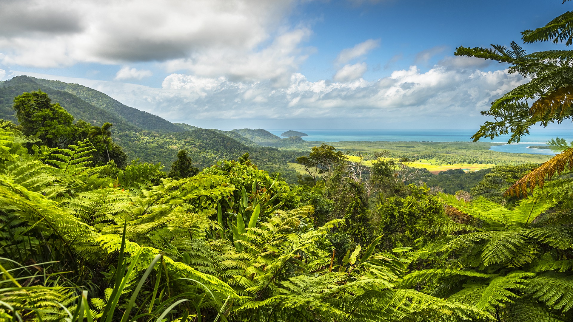 Green rainforest in Queensland