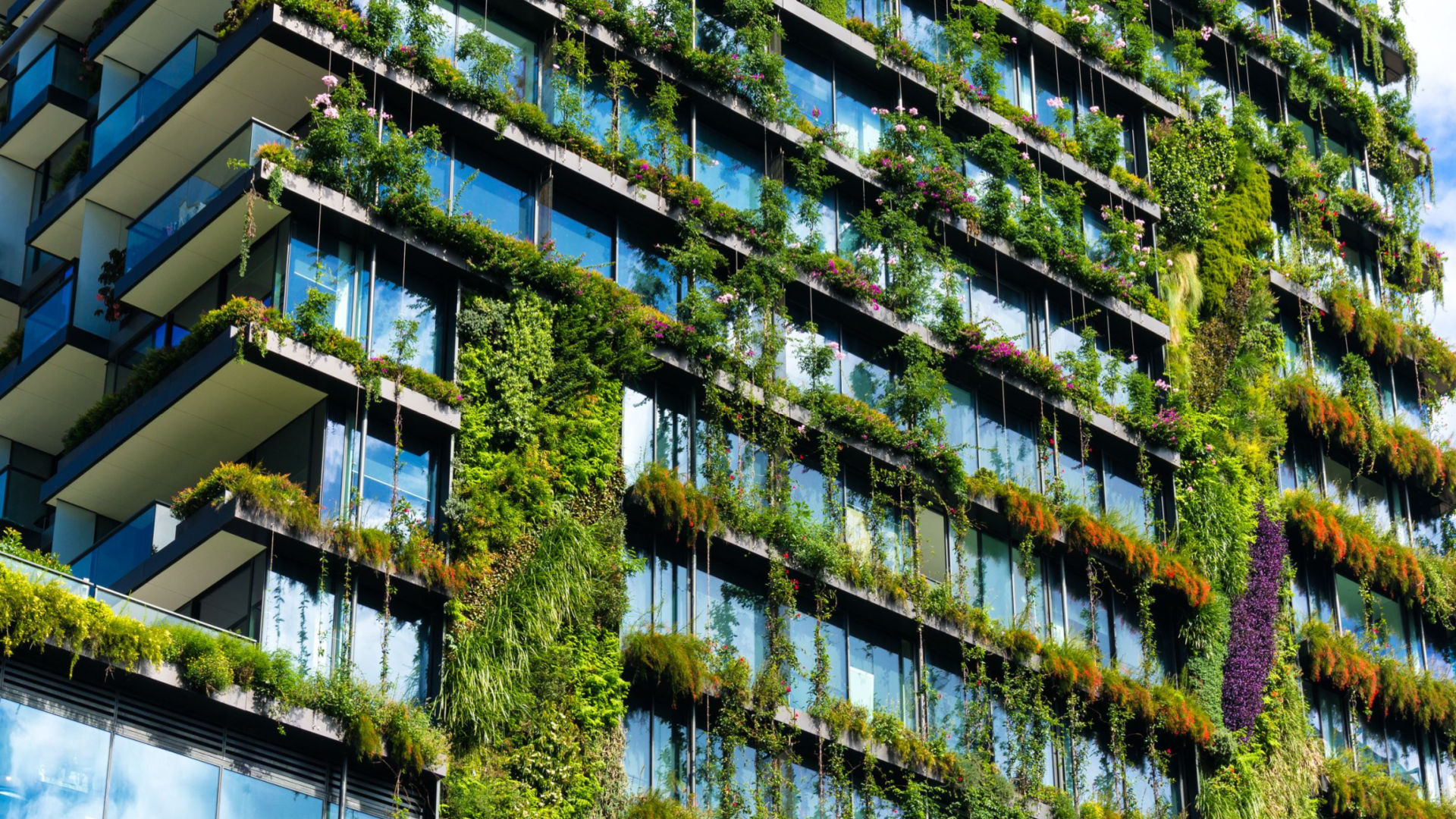green wall of plants on building