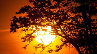 orange sunrise behind trees