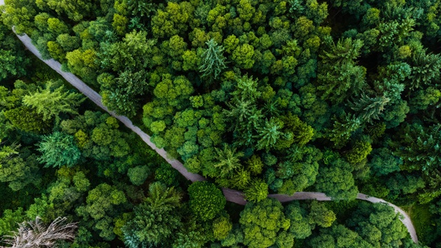 Road-with-forest-trees