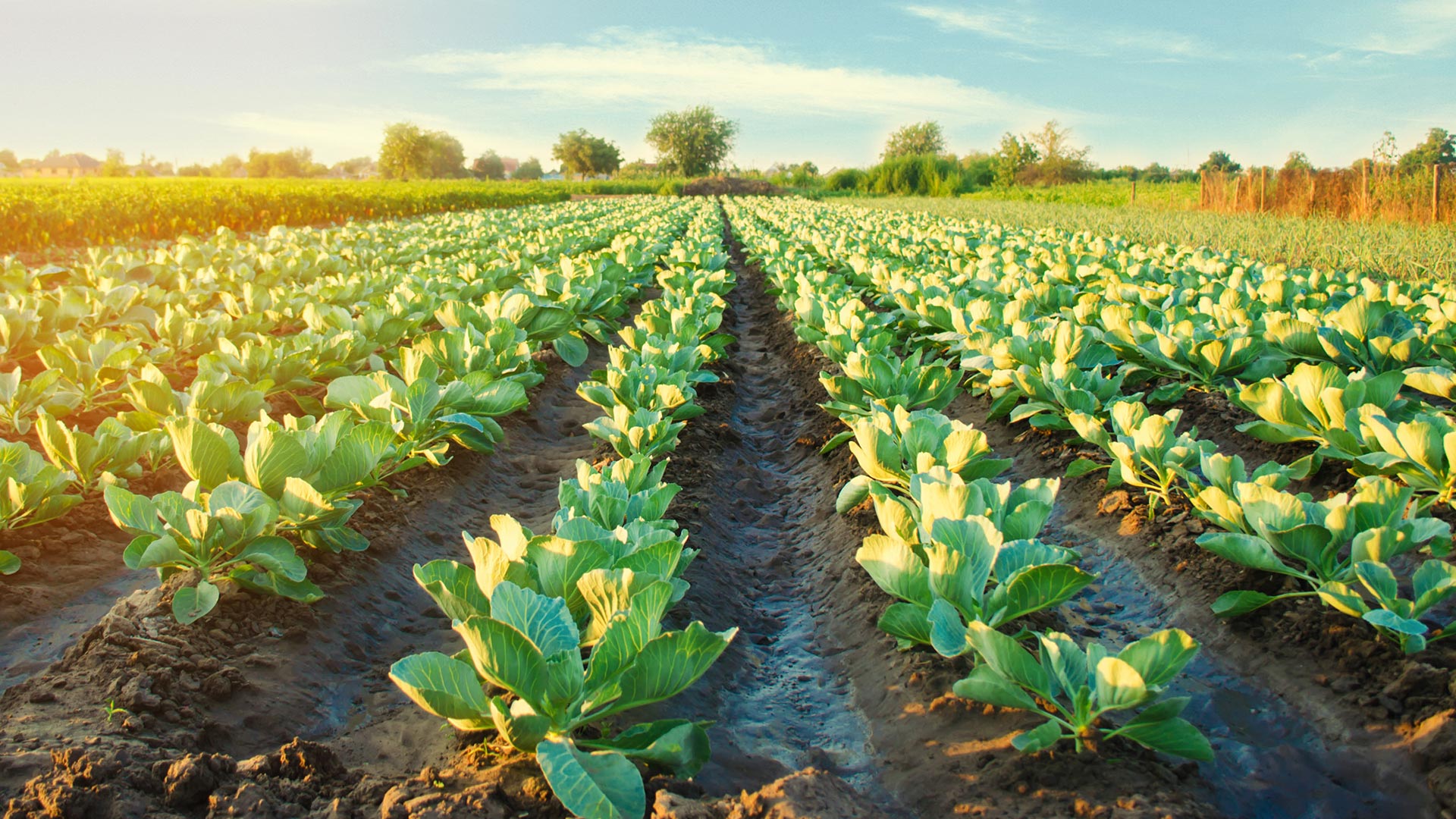 cabbage plants