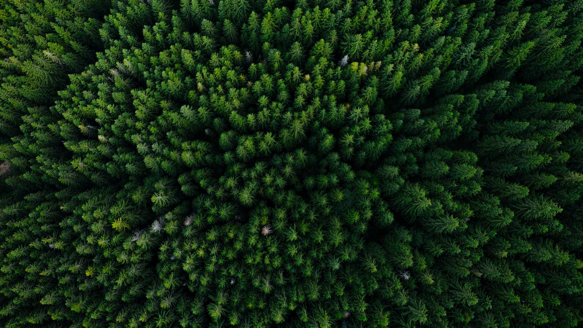 forest from above