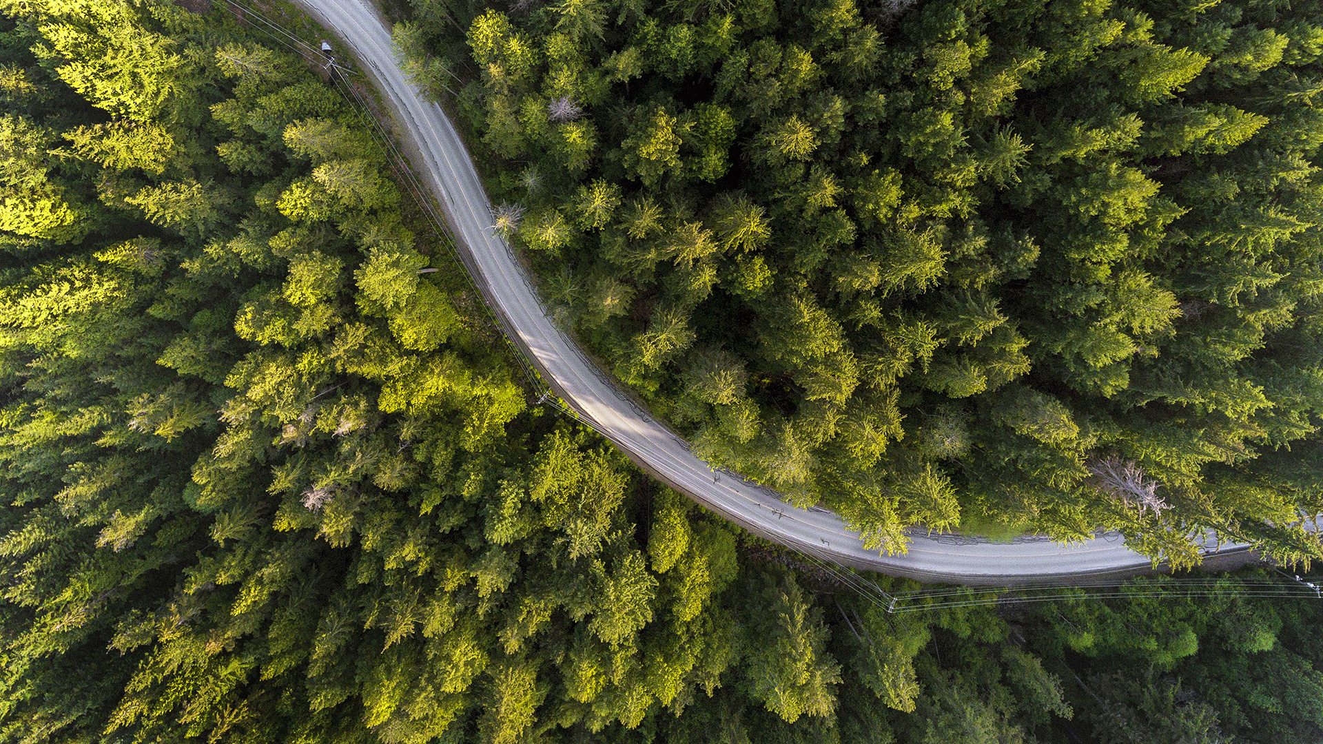 Arial view of trees