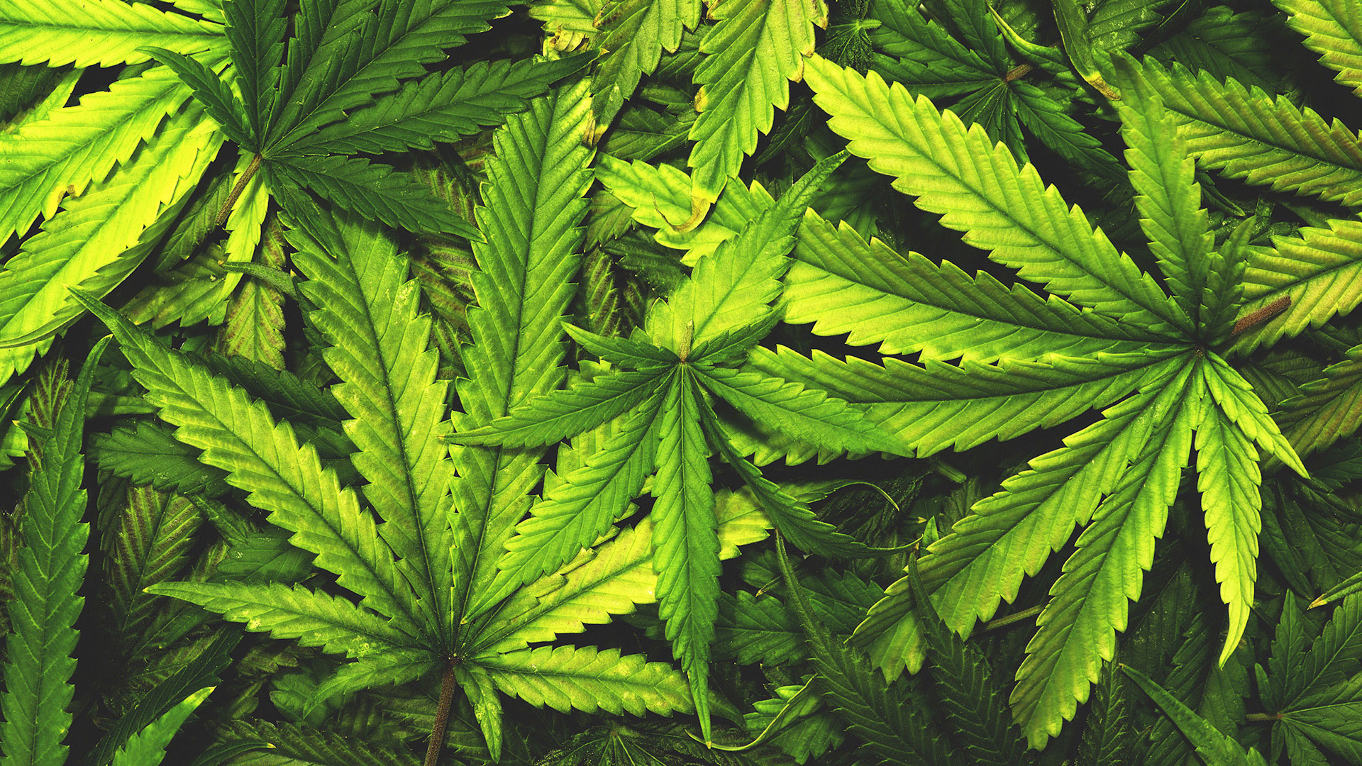 Close-up of cannabis leaves