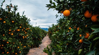 oranges in the field