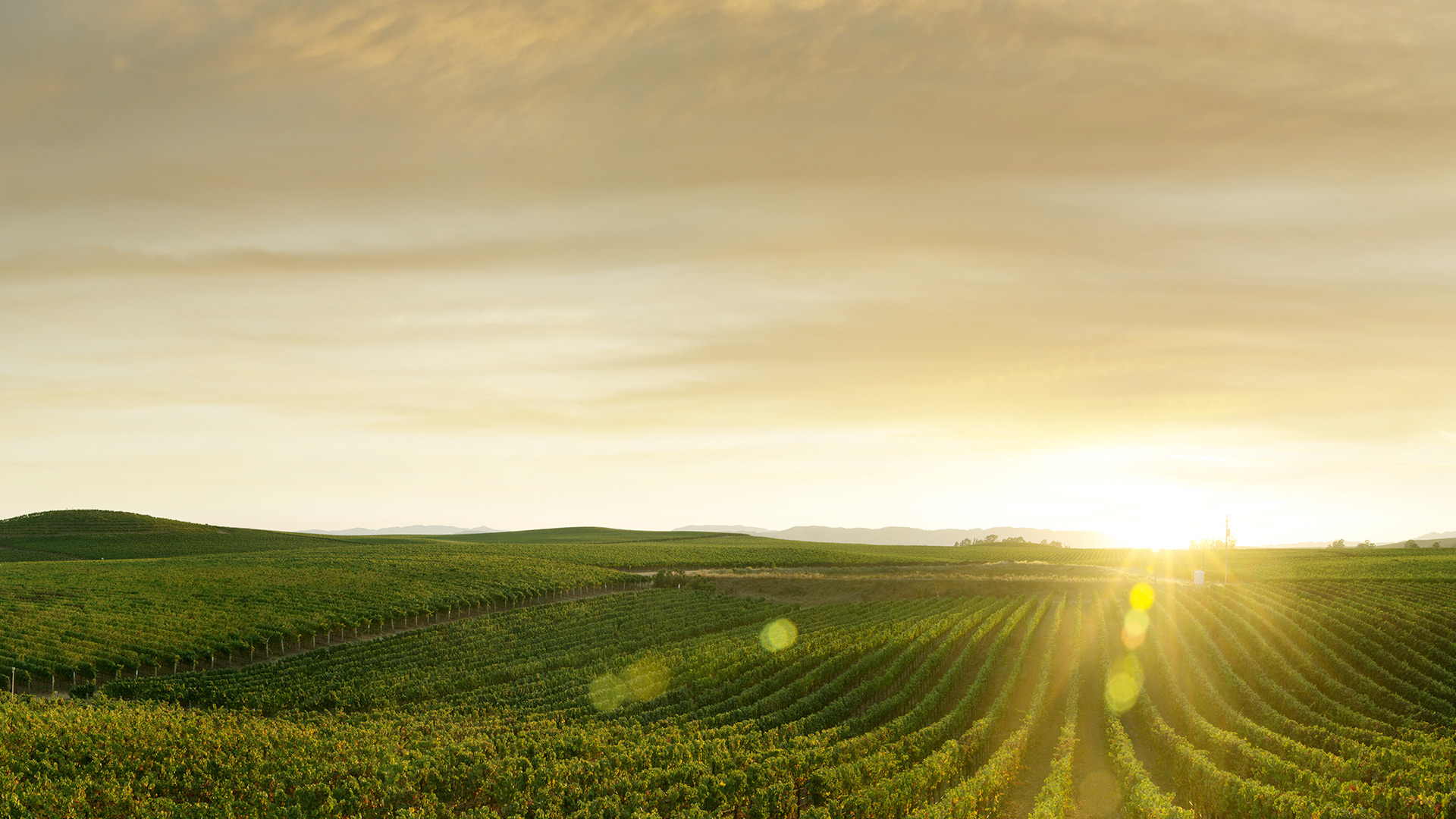 View of a large vineyard