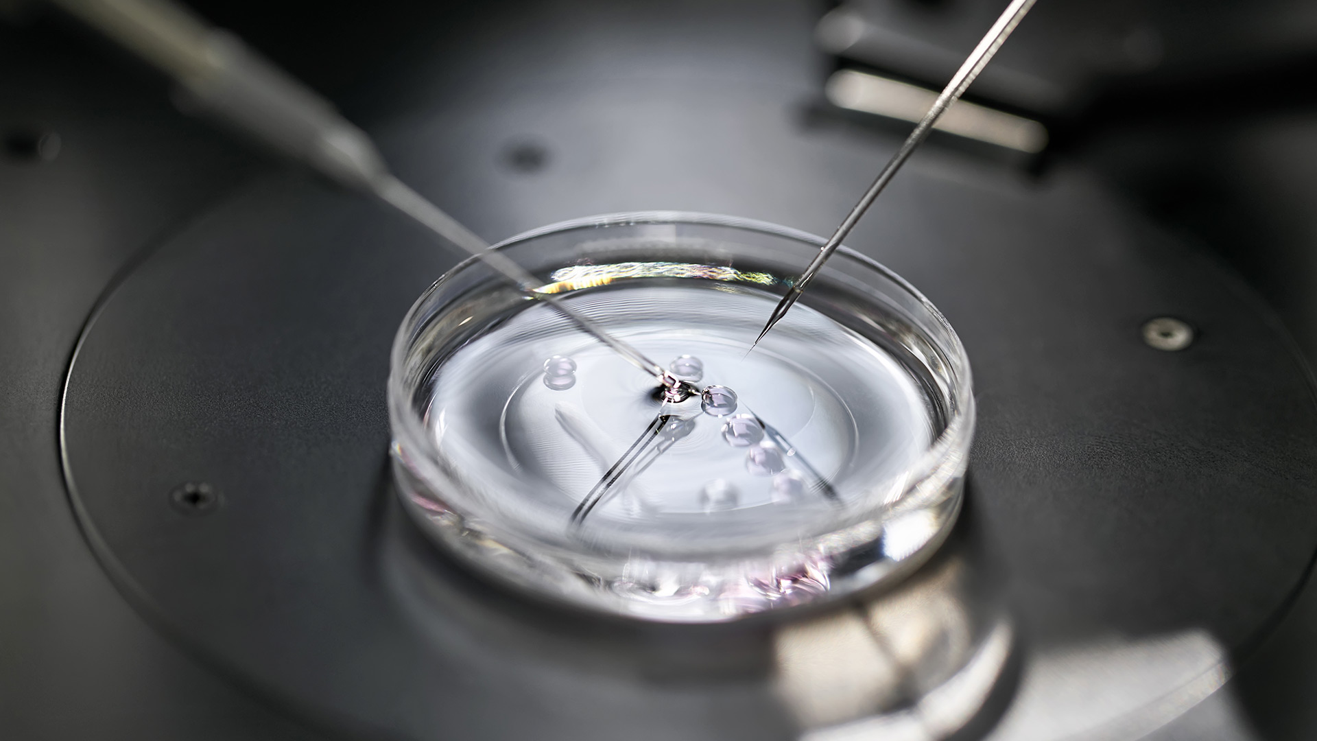 Processus de fécondation in vitro en laboratoire