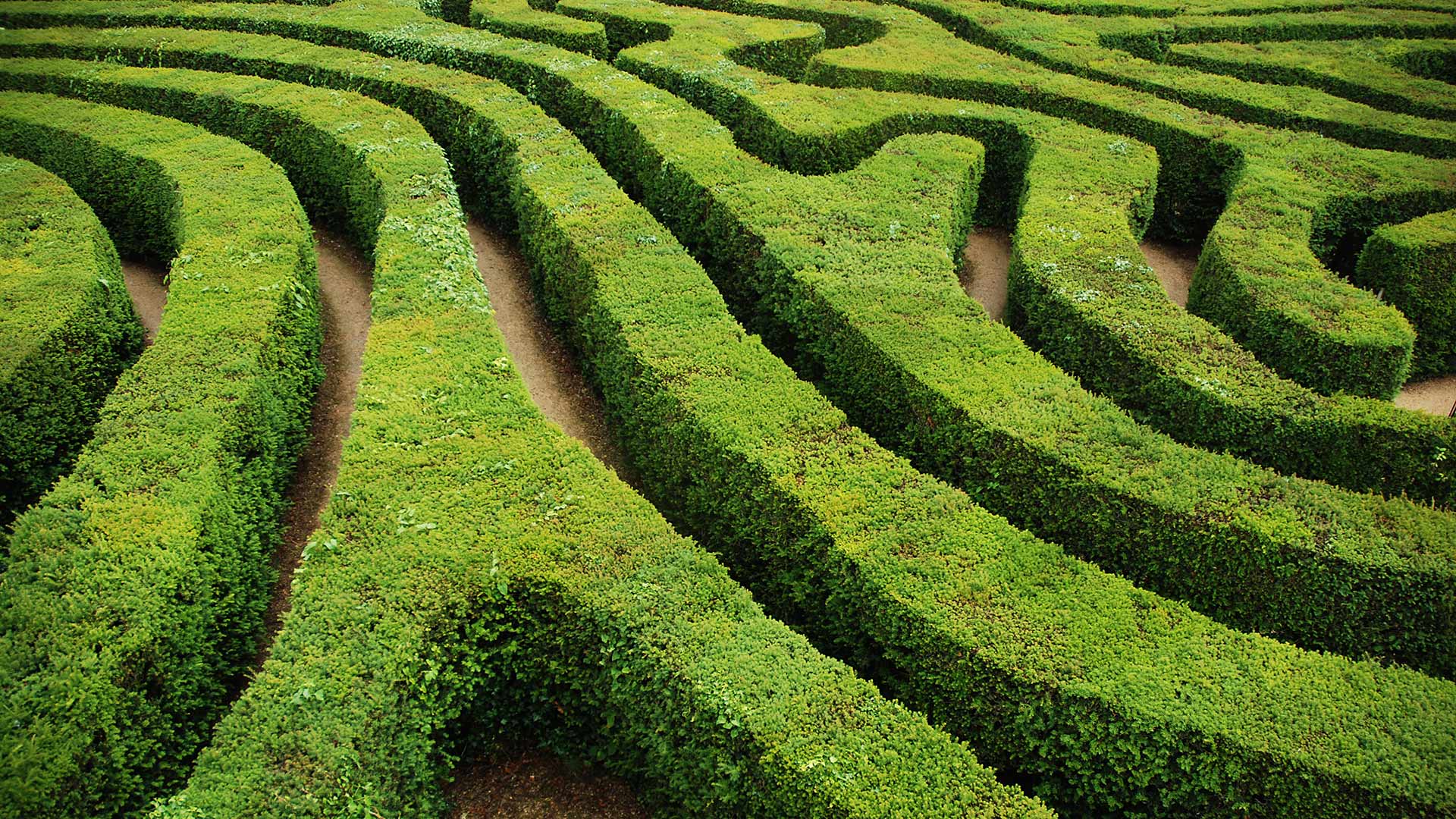 Hedge maze